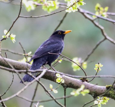 Çiçek açan ağaçta dinlenen tüylü bir karatavuk.
