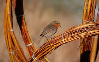 Güneşli bir günde bir ağaca tünemiş Avrupalı bir bülbül