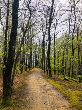 Yeşil bir ormanda çıplak ağaçlarla yürüyen bir patikanın dikey görüntüsü.