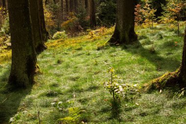 Ormanda büyüyen büyük ağaçların güzel manzarası. Parlak güneş ışığı altında ağır otların arasında.