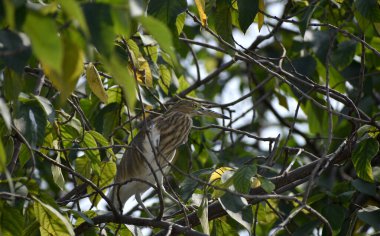Güneşli bir günde yeşil yapraklarla ağaçta oturan güzel bir Squacco balıkçıl kuşu.