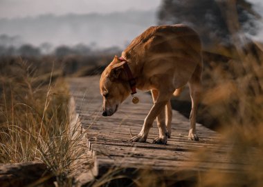 Tatlı, kahverengi bir Afrikalı köpek yiyecek arıyor.