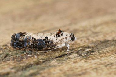 Beyaz sırtlı mermer güve, ağaçta oturan Hedya salicella 'nın detaylı görüntüsü.