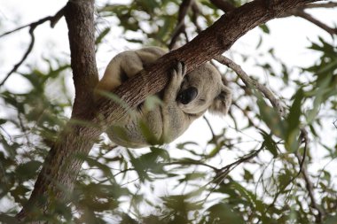 Bir ağaçta uyuyan koalanın dikey görüntüsü.