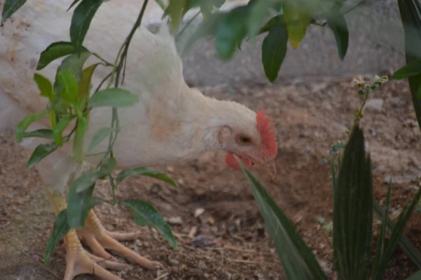 Closeup Shot White Chicken Eating Grain Farm Middle Green Branches — Stock Photo, Image