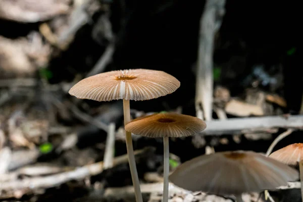 Macro Shot Gruppo Piccoli Funghi Bruni Funghi Che Crescono Nel — Foto Stock