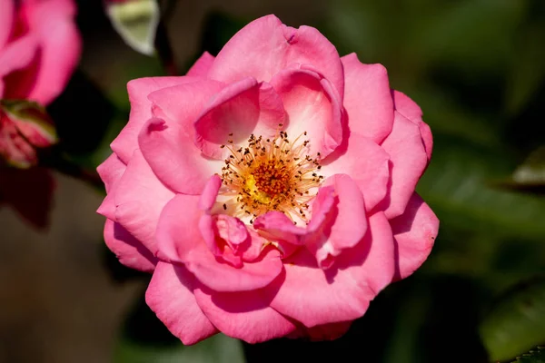 Ένα Κοντινό Πλάνο Του Εσωτερικού Ενός Ροζ Τριαντάφυλλου Που Ανθίζει — Φωτογραφία Αρχείου