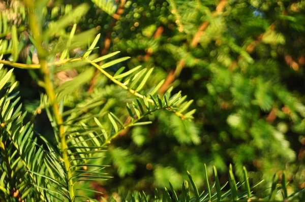 Primo Piano Ramo Verde Tasso Inglese Alla Luce Del Sole — Foto Stock