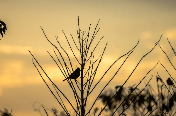 Silueta Malého Ptáčka Sedícího Holé Větvi Při Západu Slunce — Stock fotografie