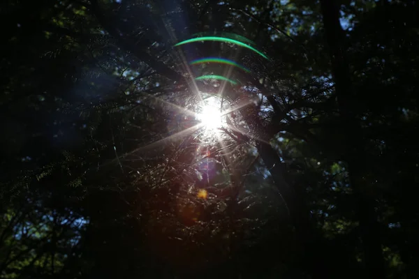 Ein Flacher Blick Auf Einen Schönen Wald Einem Sonnigen Tag — Stockfoto