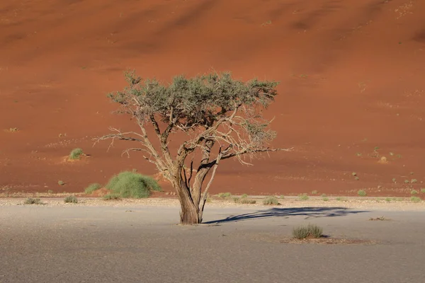 Prise Vue Seul Arbre Dans Désert Namibie — Photo