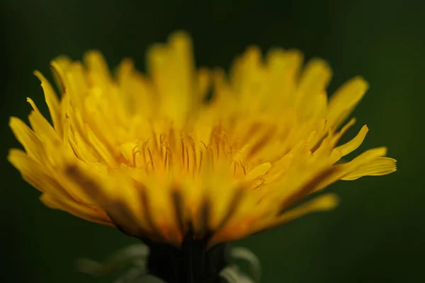 Eine Nahaufnahme Einer Gelben Löwenzahnblume Einem Park — Stockfoto