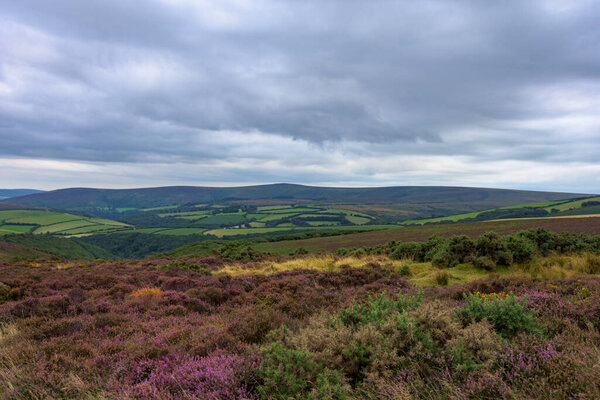 Воздушный снимок красивого леса в облачный день