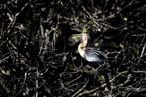 Kuru Ağaç Dallarına Tünemiş Karabatak Kuşunun Yakın Çekimi — Stok fotoğraf