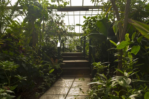 在温室里的绿色植物和树木之间的小径风景 — 图库照片