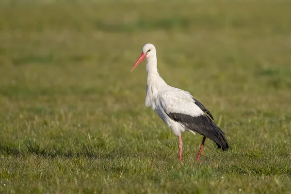 Großaufnahme Eines Storchs Der Auf Dem Gras Hockt — Stockfoto