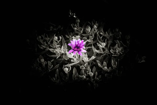 Eine Selektive Farbaufnahme Einer Lila Blume Auf Schwarzem Hintergrund — Stockfoto