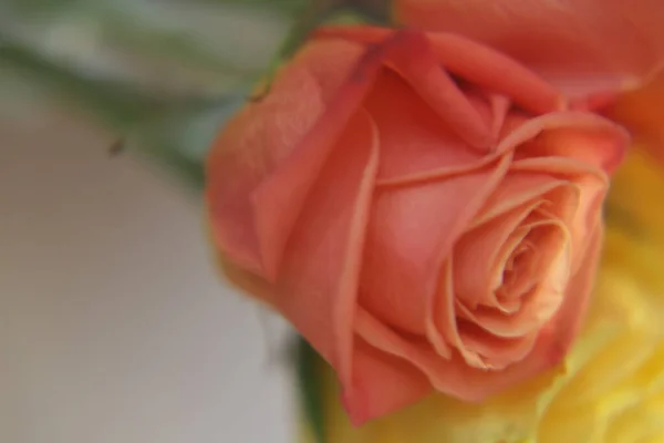 Pionowe Ujęcie Pomarańczowej Róży Rozmytym Tle — Zdjęcie stockowe