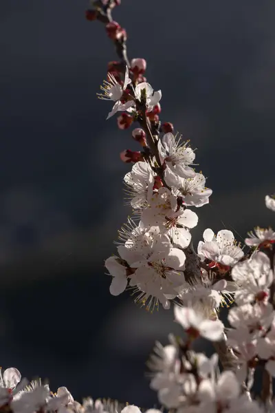 Closeup Vertical Ramo Uma Árvore Damasco Com Flores Brancas — Fotografia de Stock