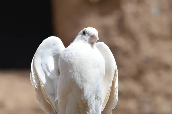 Tiro Foco Raso Uma Pomba Barbary Branco Bonito Com Fundo — Fotografia de Stock