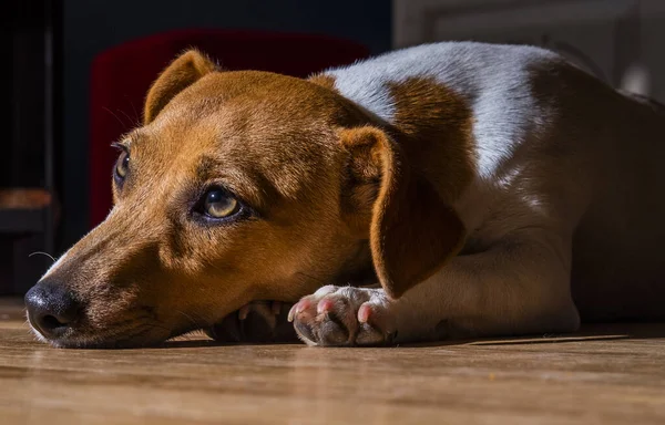 Closeup Portrait Cute Dog Lying Floor House — Stock Photo, Image
