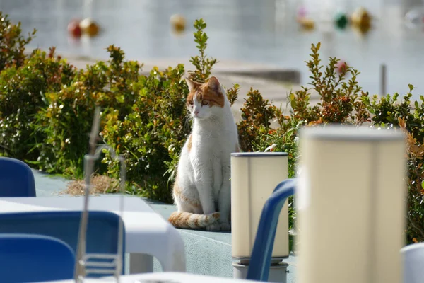 a shot of cat white cat sitting on table