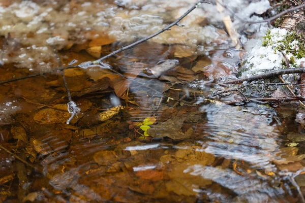 Padlé Podzimní Listí Plovoucí Kaluži Vody Zblízka — Stock fotografie