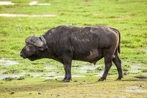 Bataklık Arazisinin Yanındaki Bufalo Boğası — Stok fotoğraf