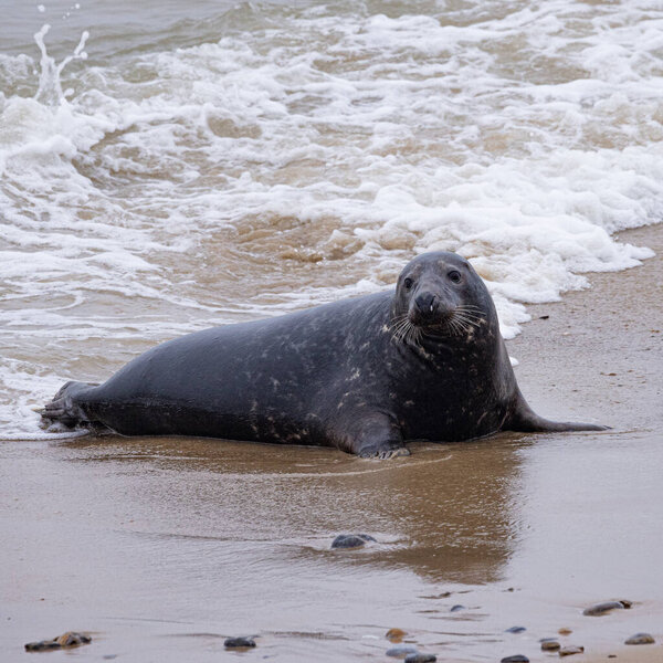 The grey seals on the beach