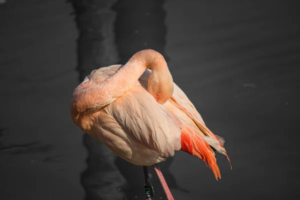 Closeup Greater Flamingo Scratching Itself Water — Stock Photo, Image