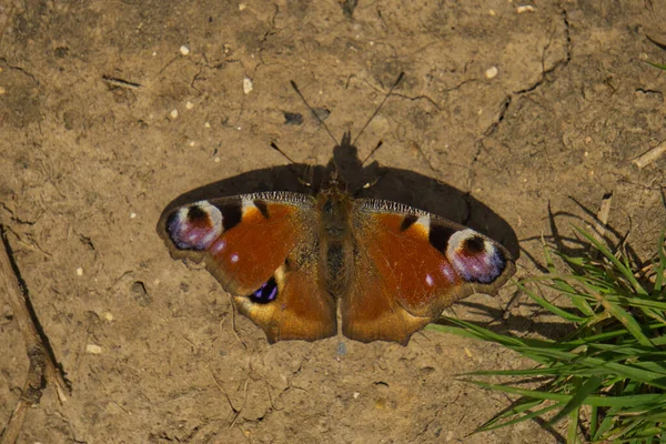 Närbild Påfågel Fjäril Aglais — Stockfoto