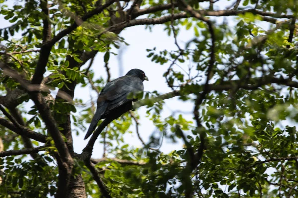 Closeup Shot Cuckoos Bird Sitting Tree Branch Green Leaves Light — Stock Photo, Image