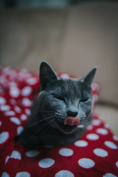 Pystysuora Laukaus Kaunis Söpö Venäläinen Sininen Kissa Istuu Punainen Tyyny — kuvapankkivalokuva