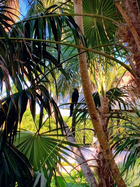 熱帯植物の間の日陰で発見されたユカタン鳥 — ストック写真