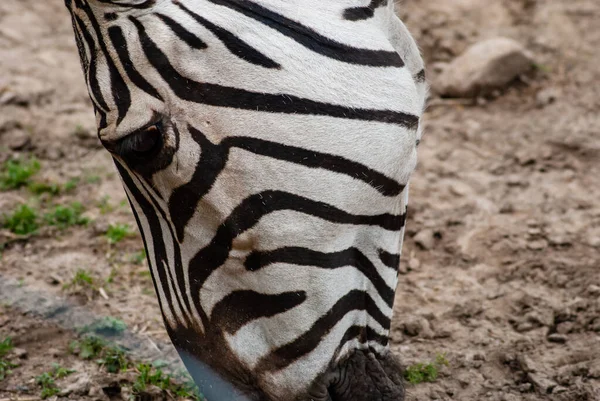 Close Dos Detalhes Linhas Pretas Cabeça Zebra Selvagem Enquanto Come — Fotografia de Stock