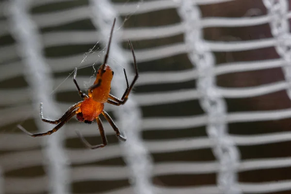Closeup Shot Red Spider Weaving Web — Stock Photo, Image