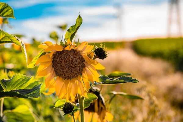 Eine Flache Aufnahme Einer Hellen Sonnenblume Die Auf Dem Feld — Stockfoto