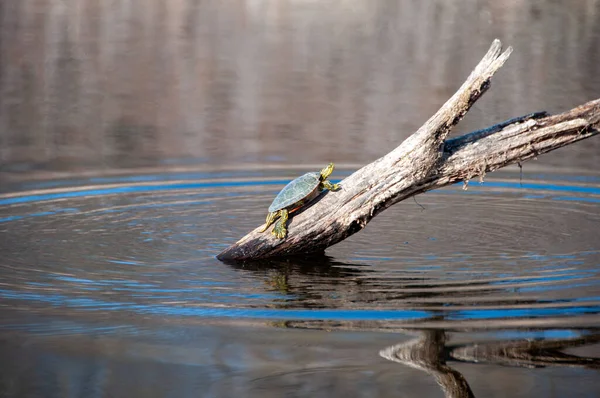 Een Schildpad Een Stam Het Meer — Stockfoto