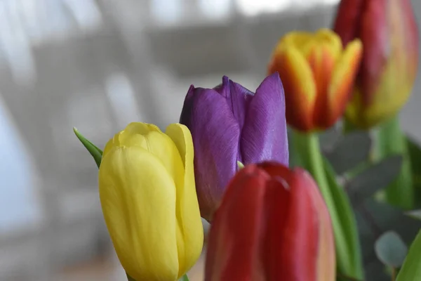 Прекрасний Вид Квіти Тюльпанів Біля Білої Стіни Тінями — стокове фото