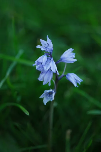 Ein Kleines Blaues Frühlingsblumen Auf Grünem Hintergrund — Stockfoto