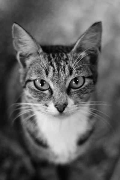 Ritratto Verticale Gatto Che Guarda Macchina Fotografica Scattata Scala Grigi — Foto Stock