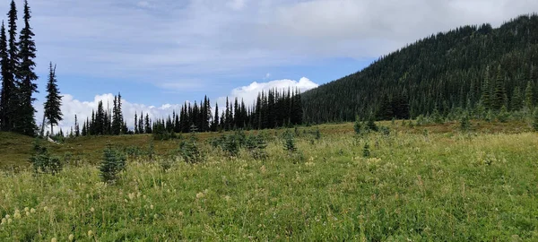 Tiro Bela Taylor Meadow Com Montanha Parque Provincial Garibaldi Colúmbia — Fotografia de Stock