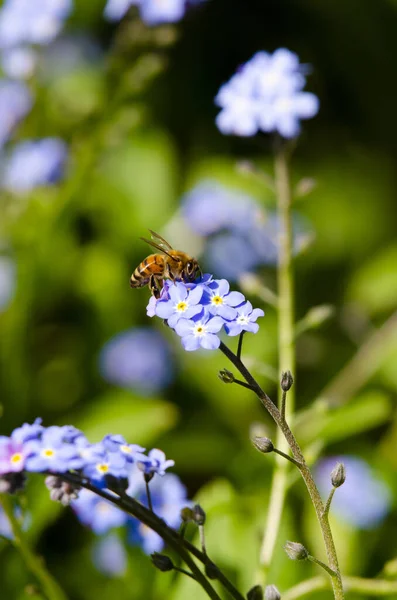 Honung Har Landat Förgäten Blomnektar — Stockfoto