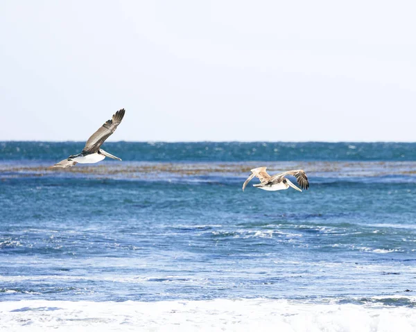 Två Pelikaner Som Flyger Över Stilla Havet Santa Cruz Kalifornien — Stockfoto