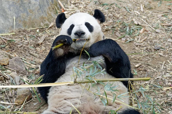 A cute panda lying and eating bamboo in the zoo in summer