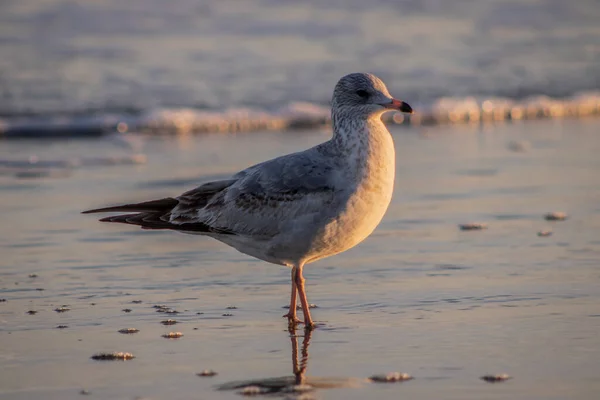 Ringnäbbad Mås Som Står Grunt Vatten Nära Stranden — Stockfoto