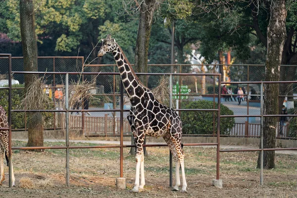 A cute giraffe with long neck in its area of the zoo