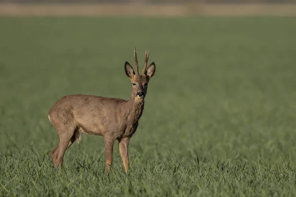 Brązowa Sarna Capreolus Capreolus Trawie Wpatrująca Się Kamerę — Zdjęcie stockowe