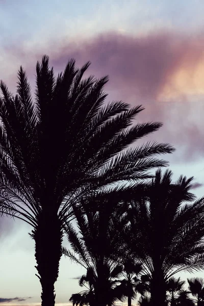 Silhouette Des Palmiers Face Ciel Nuageux Coucher Soleil — Photo