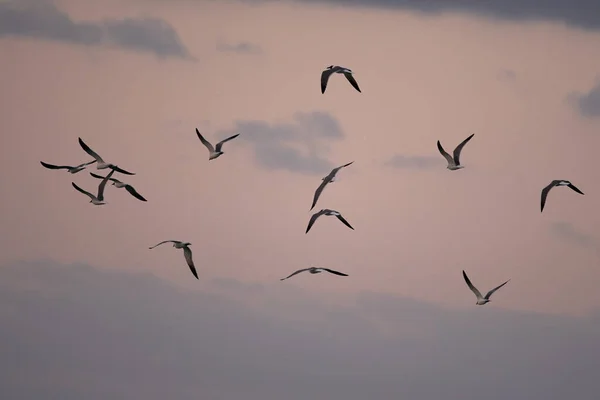 Een Prachtig Uitzicht Zwart Witte Meeuwen Vliegen Een Hemel — Stockfoto